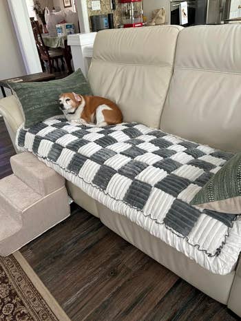 Dog resting on a patterned blanket draped over a couch, with pet stairs beside it in a cozy living room