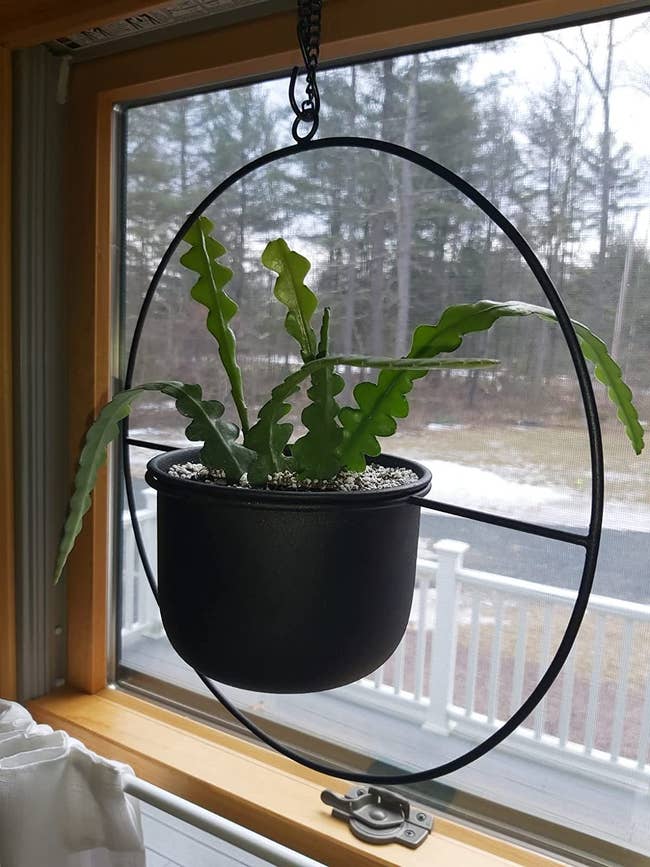 A reviewer's fishbone cactus hanging in a window
