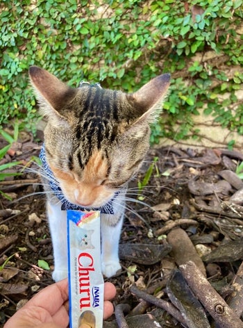A kitten eating the tube of creamy cat treat