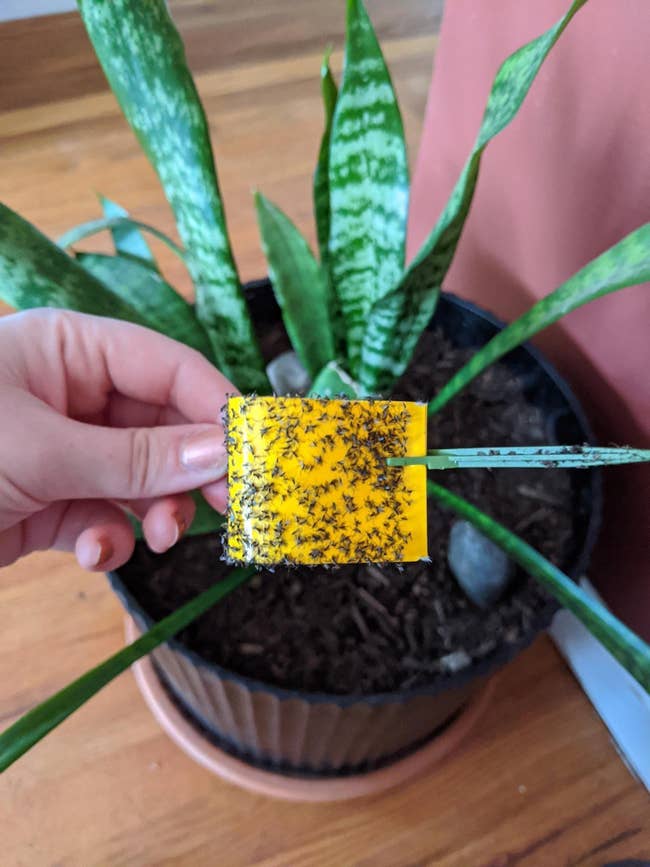 reviewer holding up the yellow sticky trap full of bugs in front of a potted plant