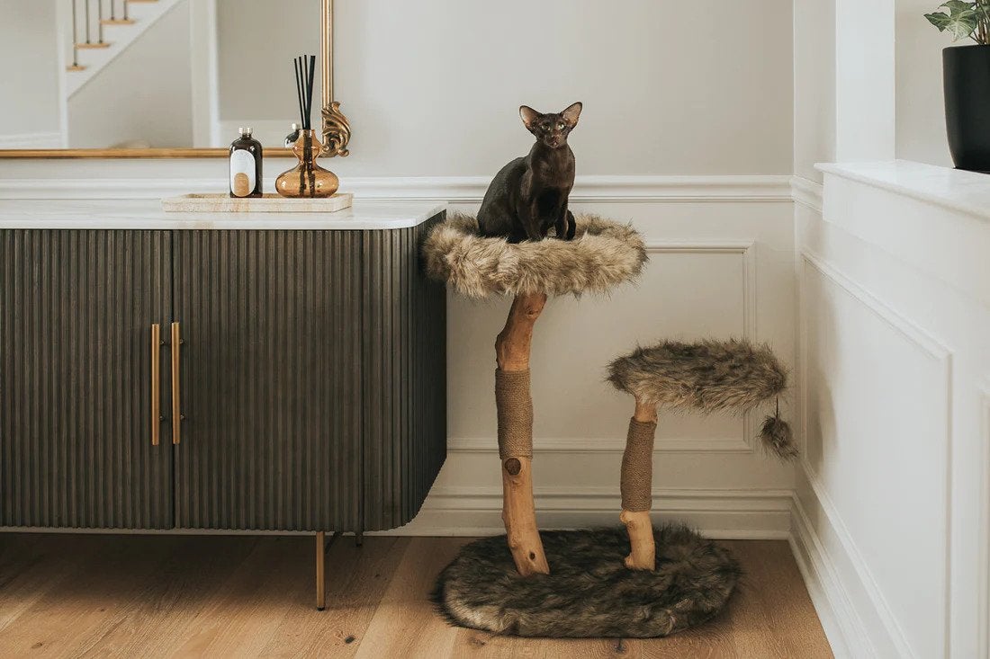 modern home with cat on top of fuzzy wooden cat tree