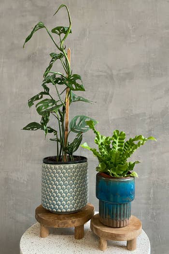 two small plants on wooden plant stands