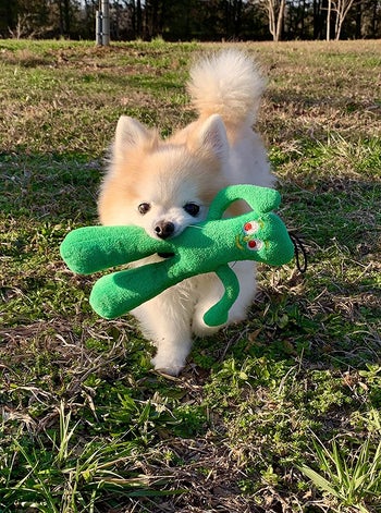 Pomeranian carrying gumby