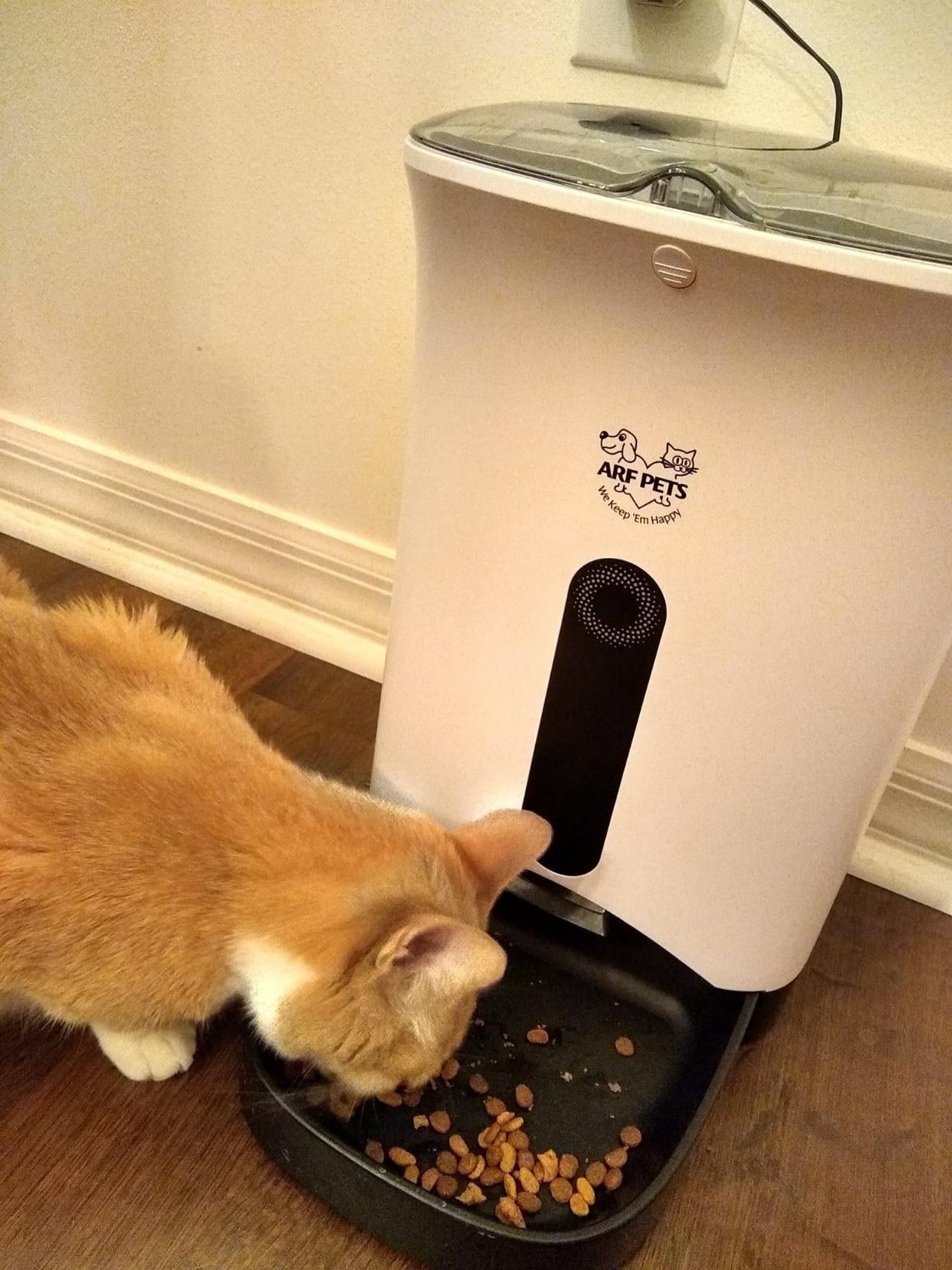reviewer image of a cat eating from the automatic feeder