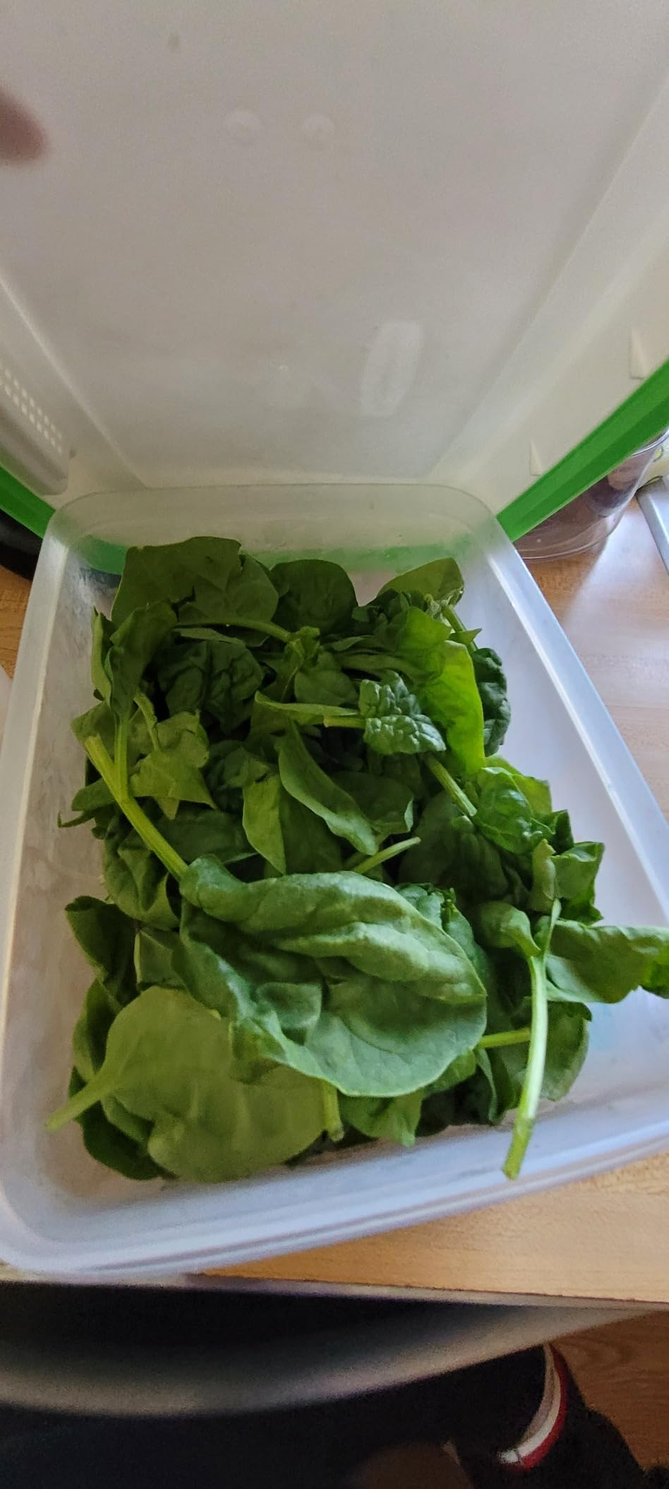 Fresh spinach leaves successful  a wide   integrative  container, placed connected  a room  counter