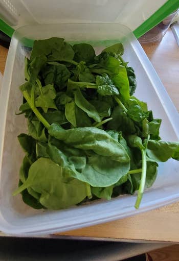 Fresh spinach leaves successful a wide integrative container, placed connected a room counter