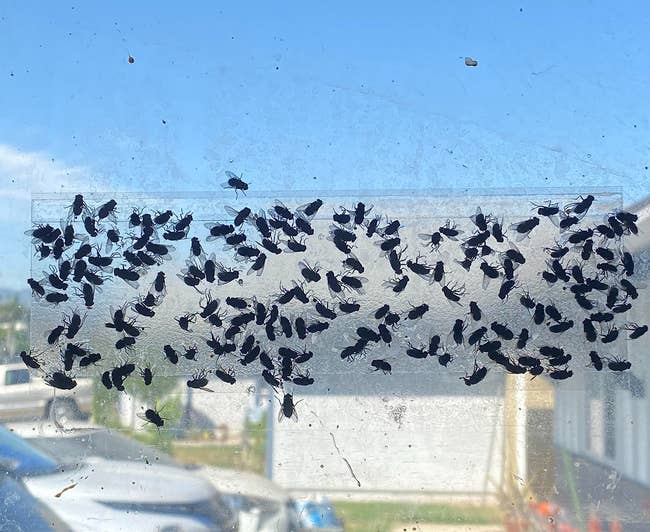 A cluster of dead flies stuck to the window fly trap