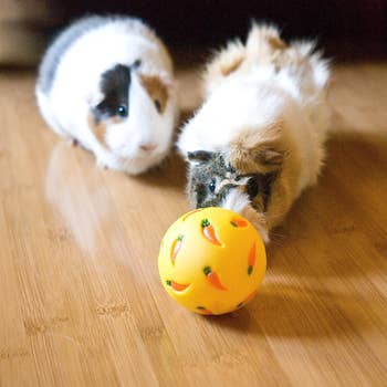 Two guinea pigs in front of small yellow treat ball