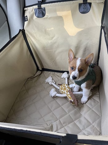Reviewer image of interior view of product with quilted bottom and puppy sitting inside