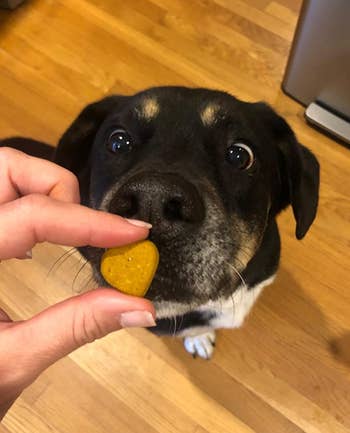 Reviewer feeding dog Zesty Paws supplement