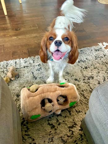 reviewer's Cavalier King Charles Spaniel with a plush tree trunk and toy squirrels inside it