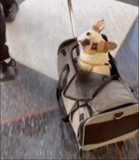 gif of a dog being wheeled through an airport in the carrier