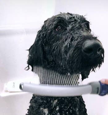 the sprayer being used on a dog's neck fur