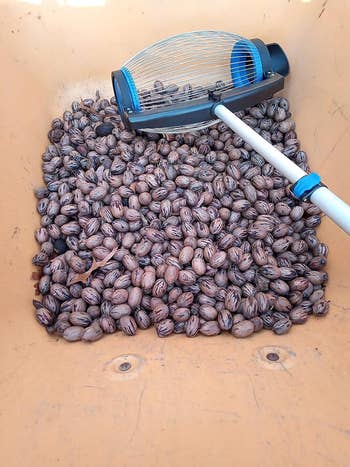 Reviewer showing a box filled with 250+ pecans they gather in only 25 minutes