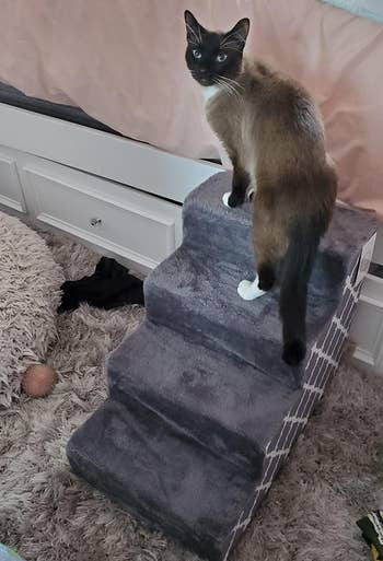 Reviewer photo showing cat using pet stairs