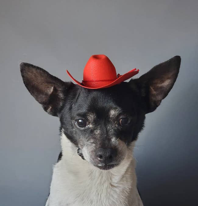 chihuahua wearing red cowboy hat 
