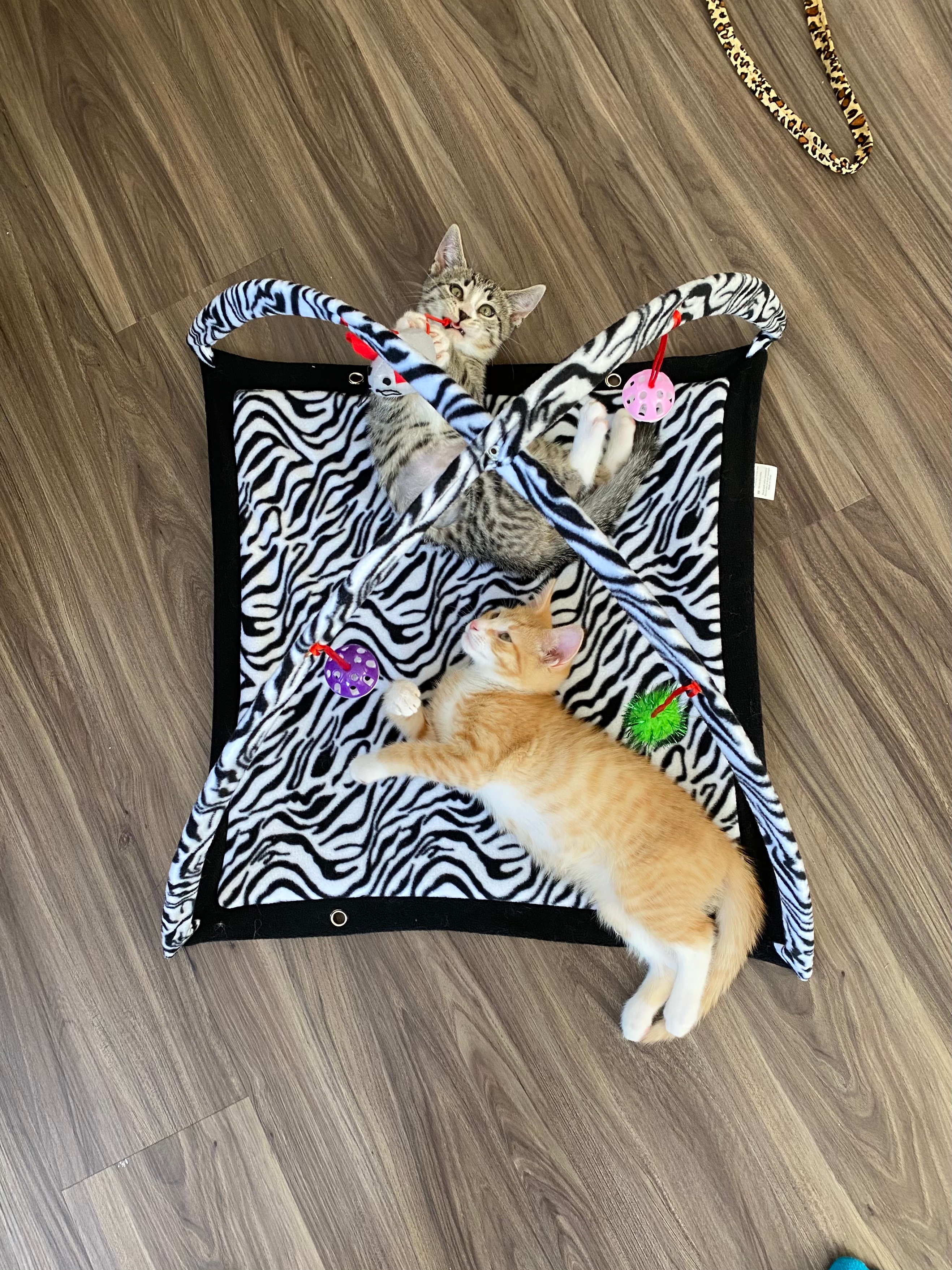 Two kittens playing on a zebra-striped activity mat with hanging toys