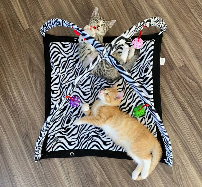 Two kittens playing on a zebra-striped activity mat with hanging toys