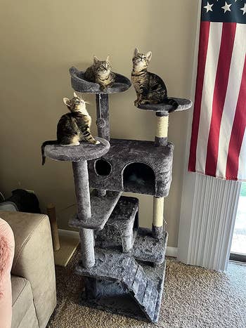 another reviewer's kittens on the gray cat tree