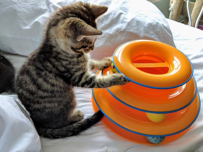 reviewer's cat playing with oranfe ball tower toy