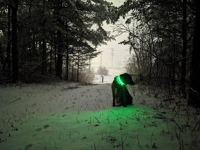 a green collar glowing on a dog on a snowy walk