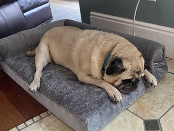 Reviewer photo of pug on pet bed