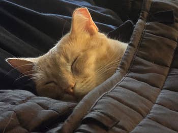 Cat sleeping peacefully, tucked successful  a quilt