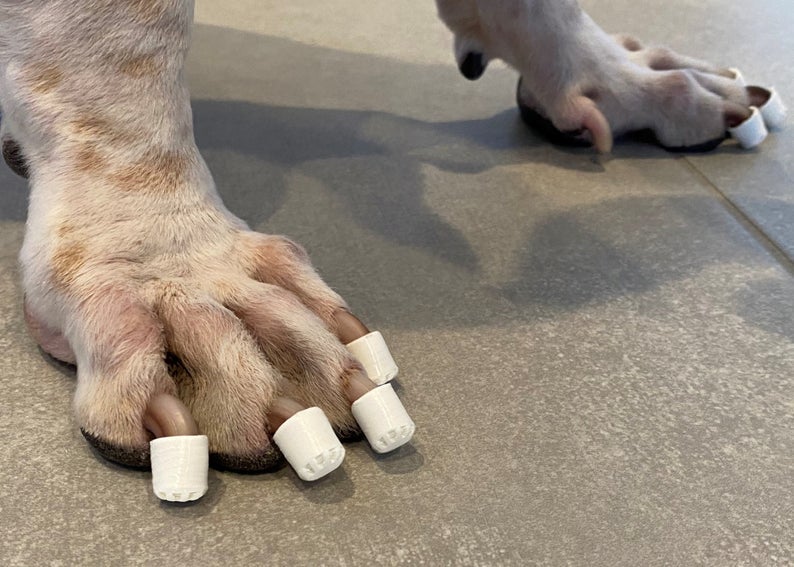 caps on dog nails