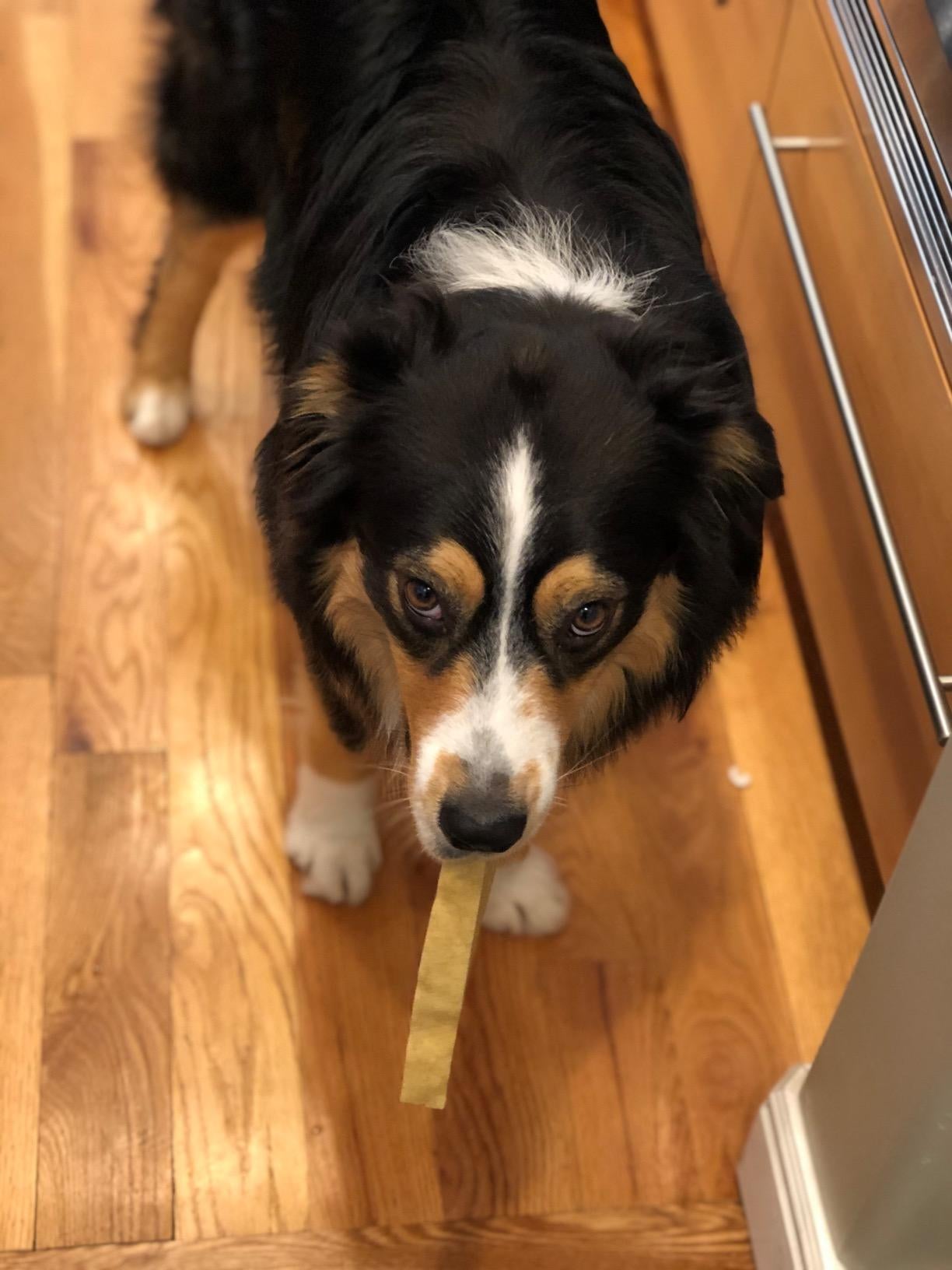dog with stick of cheese in mouth
