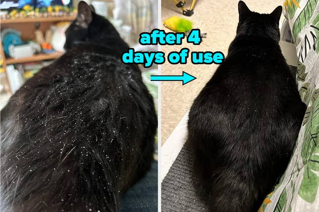 reviewer before/after showing reduced dander on a black cat after 4 days of use