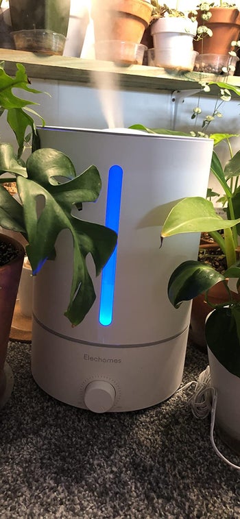 Reviewer's humidifier releasing mist among plants