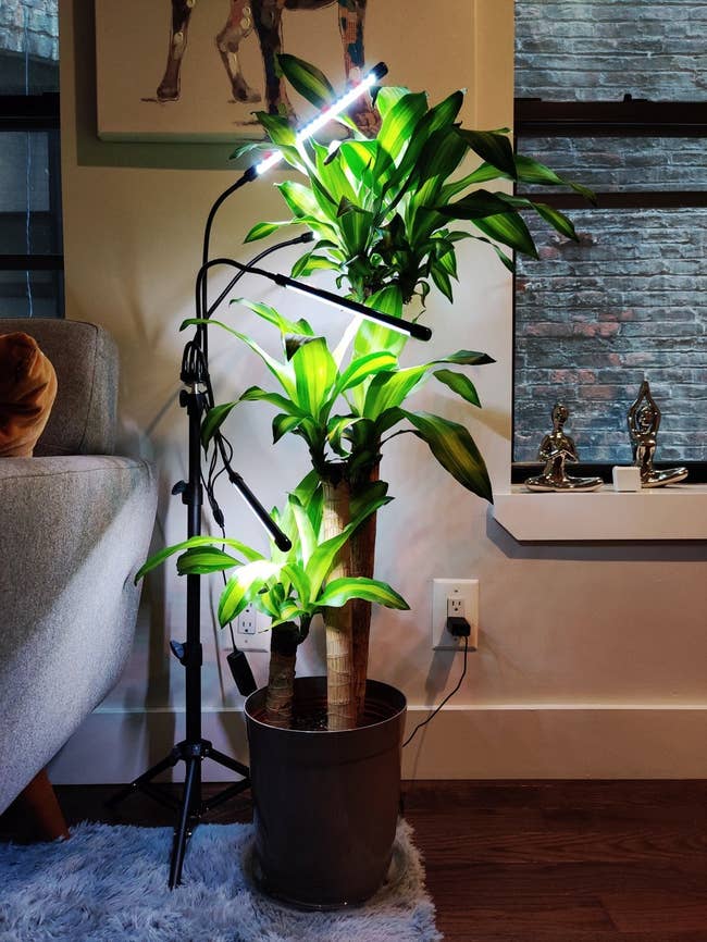 Reviewer's light is shown shining down on houseplants