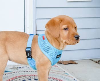 Reviewer image of light blue mesh dog harness on puppy with two side black clips standing in front of house panels