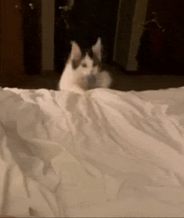 25 Products For Your Old Cat