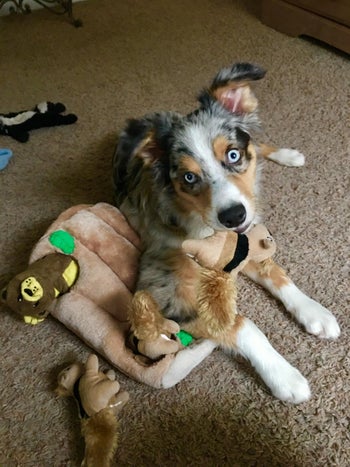 reviewer photo of their dog playing with the toy 