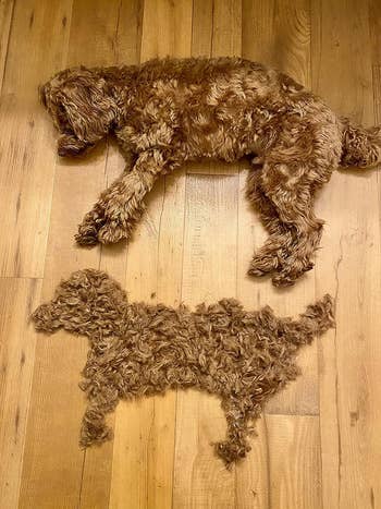 Reviewer's dog lying on the floor with the hair that was shaved off in the shape of his body next to him