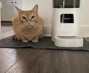 reviewers cat sitting by the white smart feeder