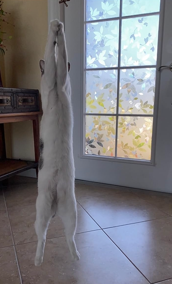 reviewer's cat jumping to play with the toy
