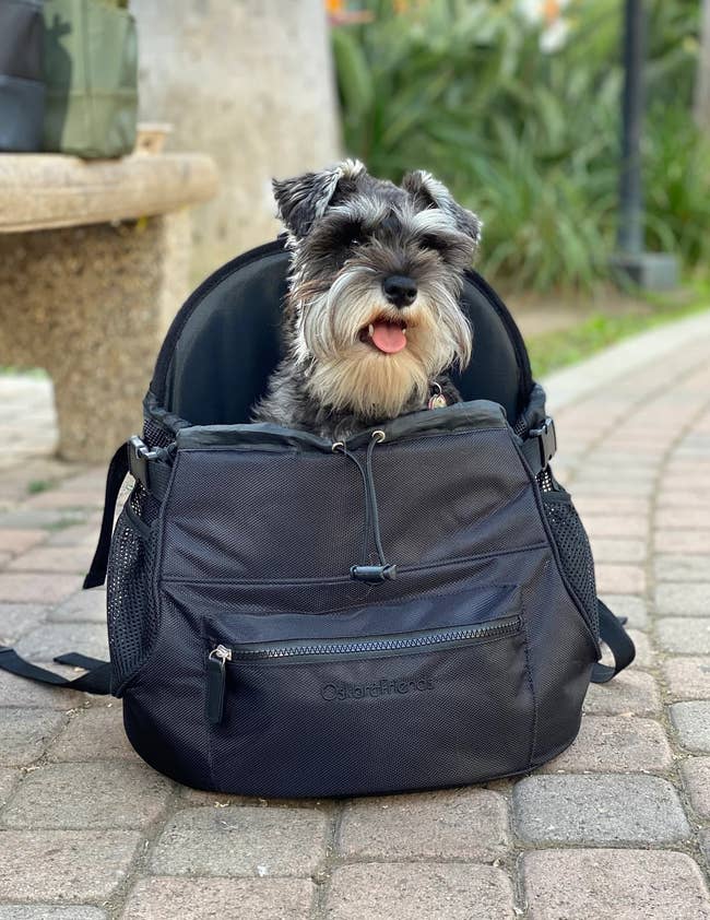 image of a small dog in a black pet backpack
