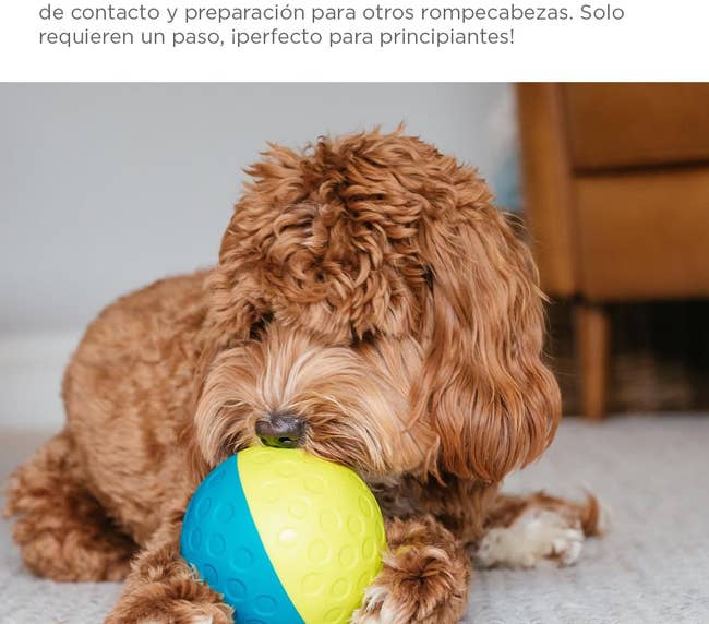 dog playing with yellow and blue ball which has holes from which the treats fall