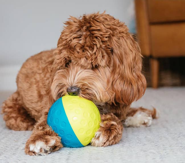 dog playing with yellow and blue ball which has holes from which the treats fall