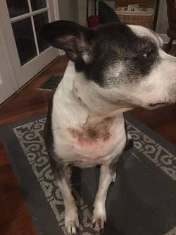 reviewer's dog with a rash on it's chest before using chews