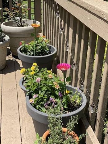 Potted plants with flowers connected a woody deck, adorned with drawstring lights, perfect for outdoor decor buying inspiration