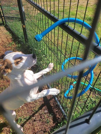 mister wrapped astir   a metallic  fencing cooling disconnected  reviewer's puppy