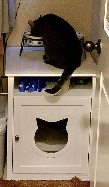 Reviewer image of cat on top of white cabinet with cat shaped hole