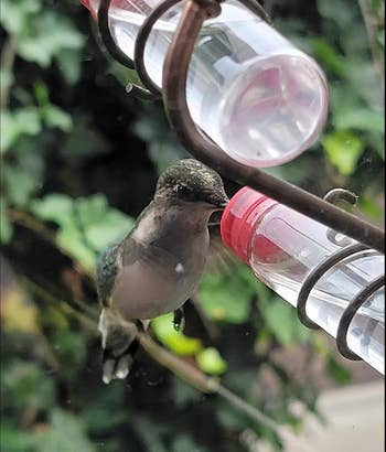 A hummingbird drinks from a hanging feeder with green foliage in the background