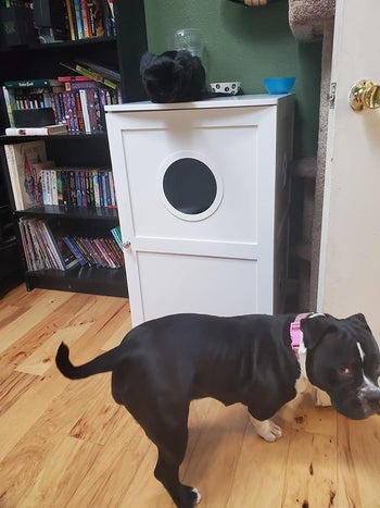 reviewer's white litter box