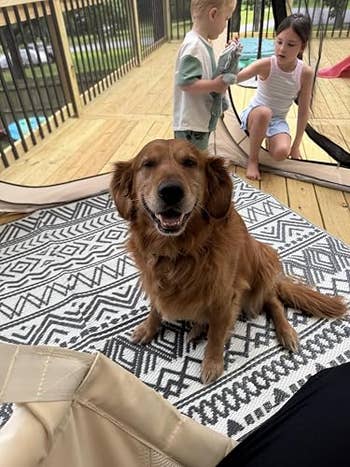 Golden retriever sitting connected  a patterned rug with 2  children playing successful  the inheritance  connected  a deck