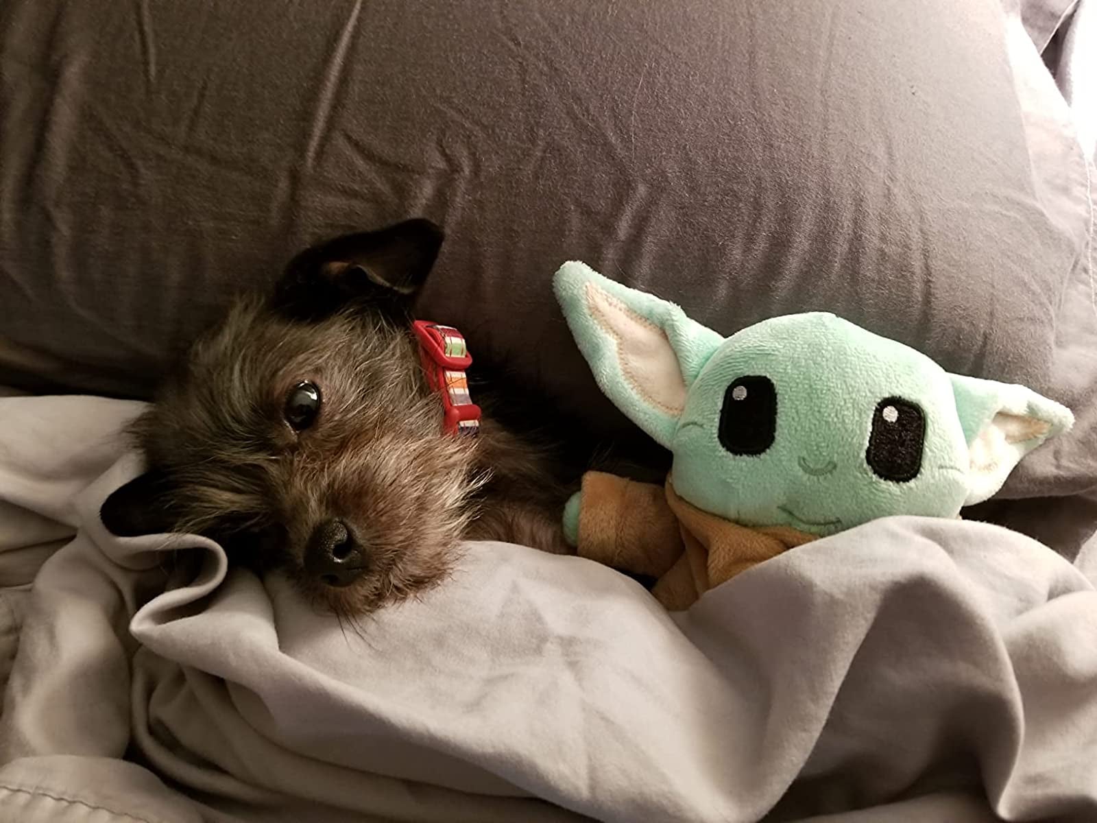 a dog snuggling with a baby yoda plush toy