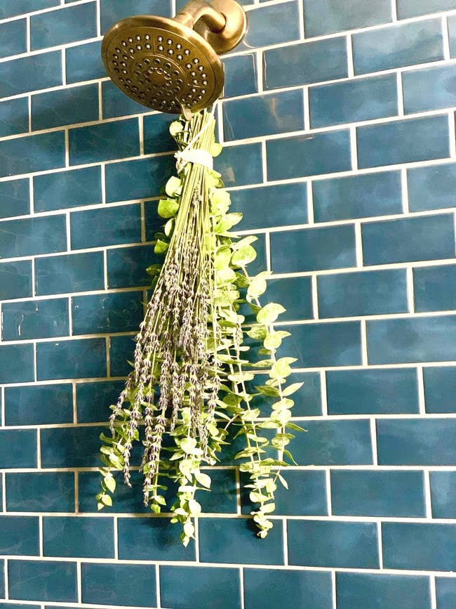 A showerhead with a bundle of caller  lavender and eucalyptus hanging, acceptable   against a tiled wall. Ideal for aromatherapy and spa-like experiences astatine  home